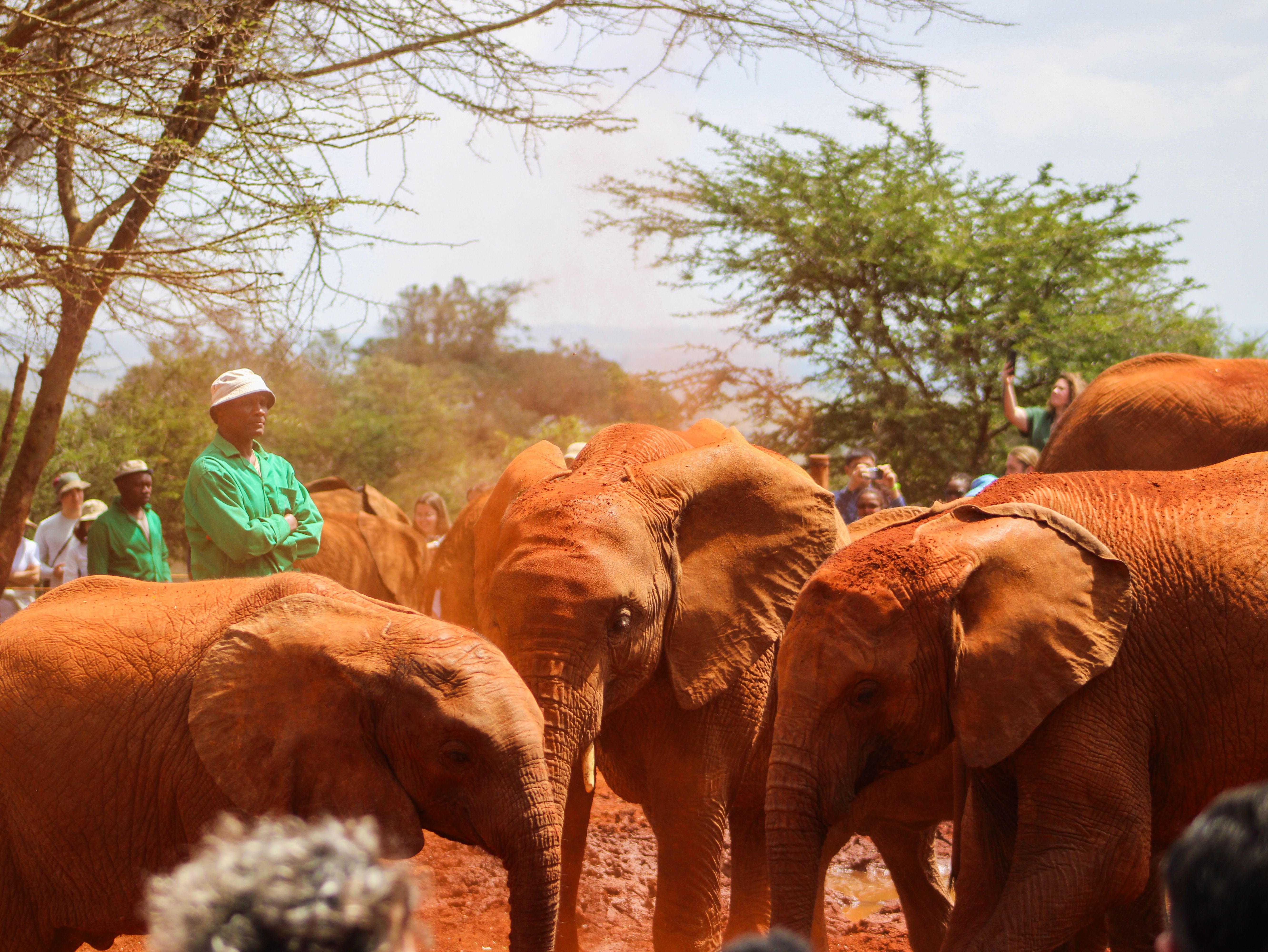 A group of young African elephants covered in distinctive red mud.