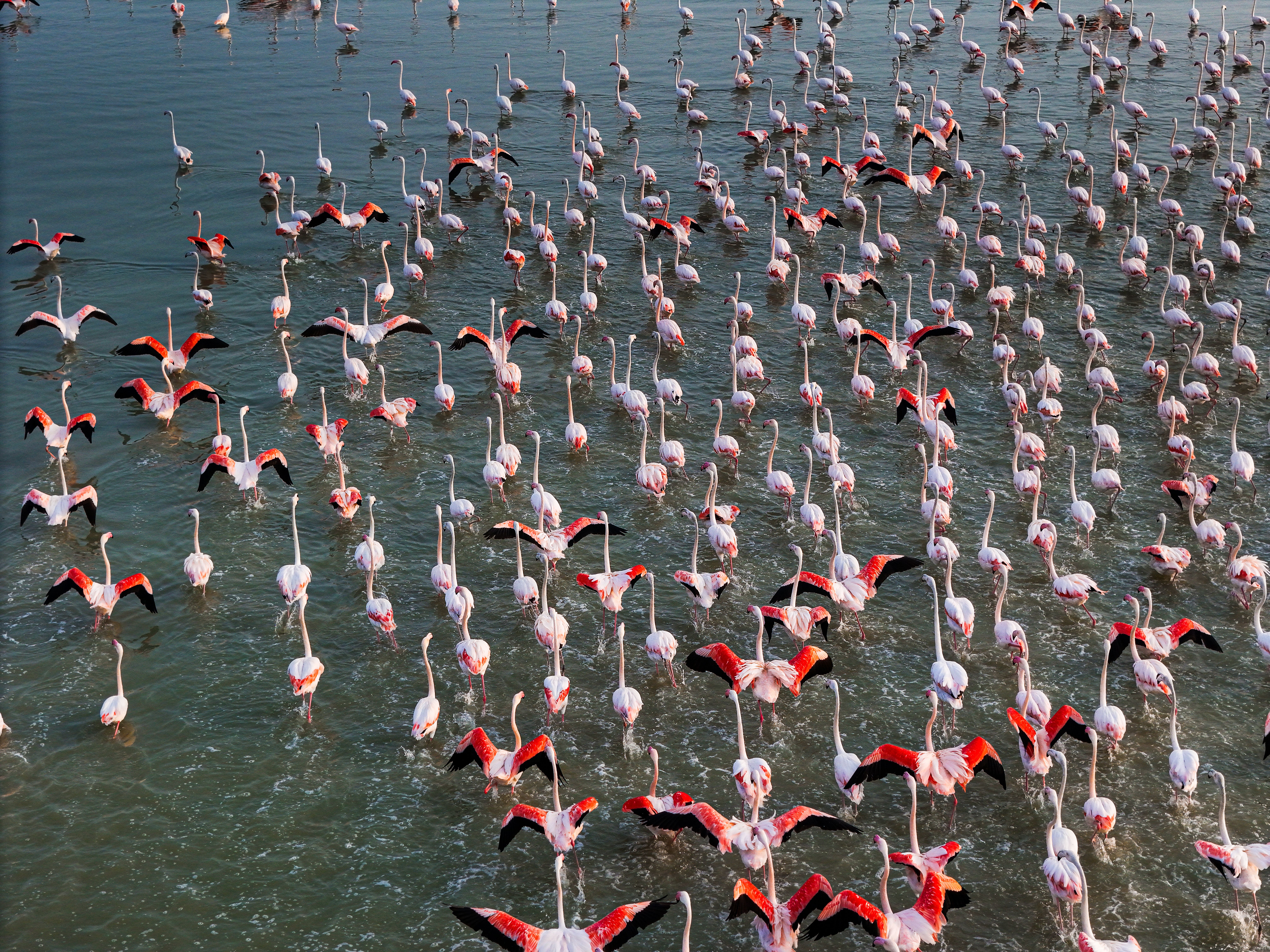 A large flock of flamingos wading through shallow, murky water.