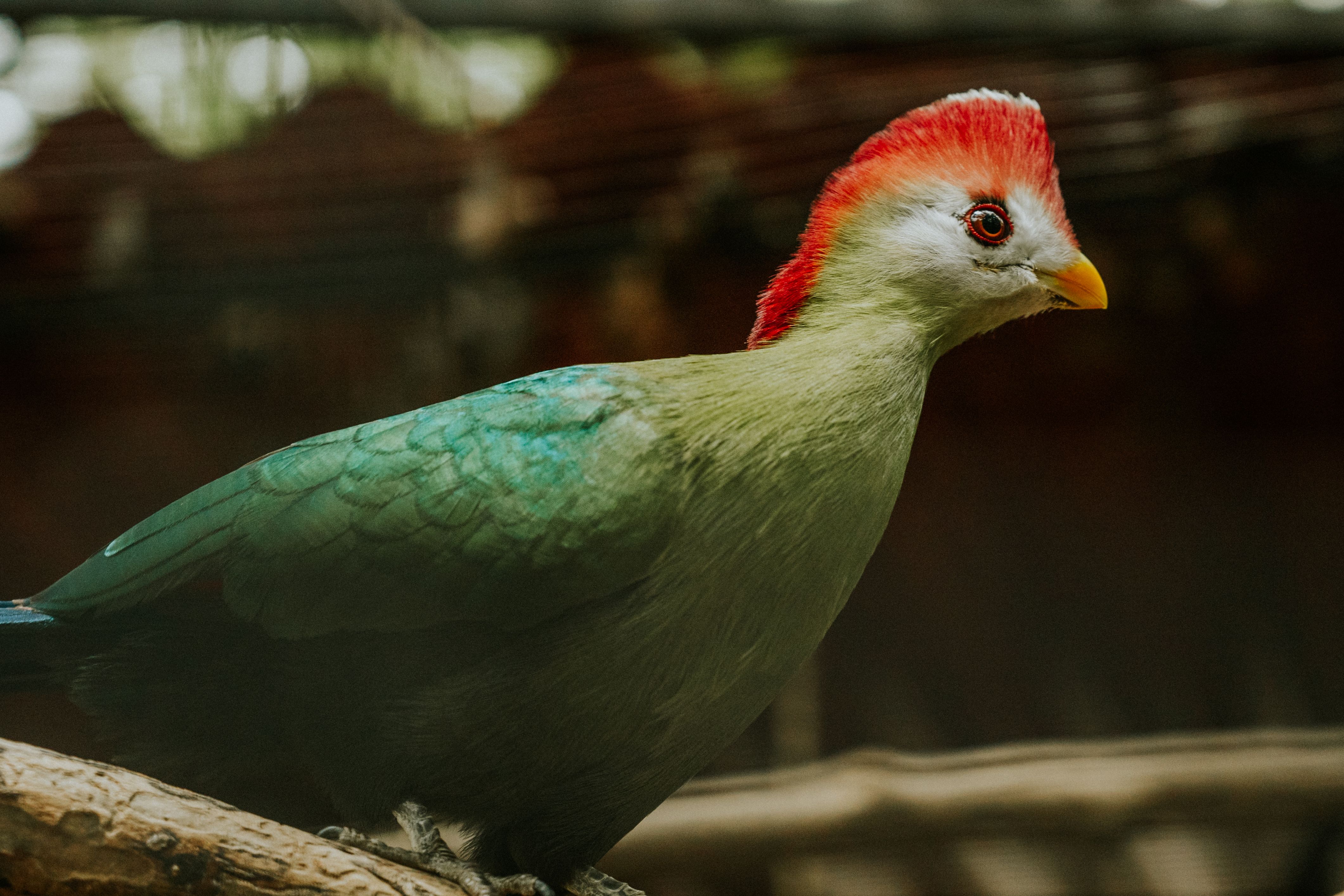 A red-crested turaco perched on a thick branch.