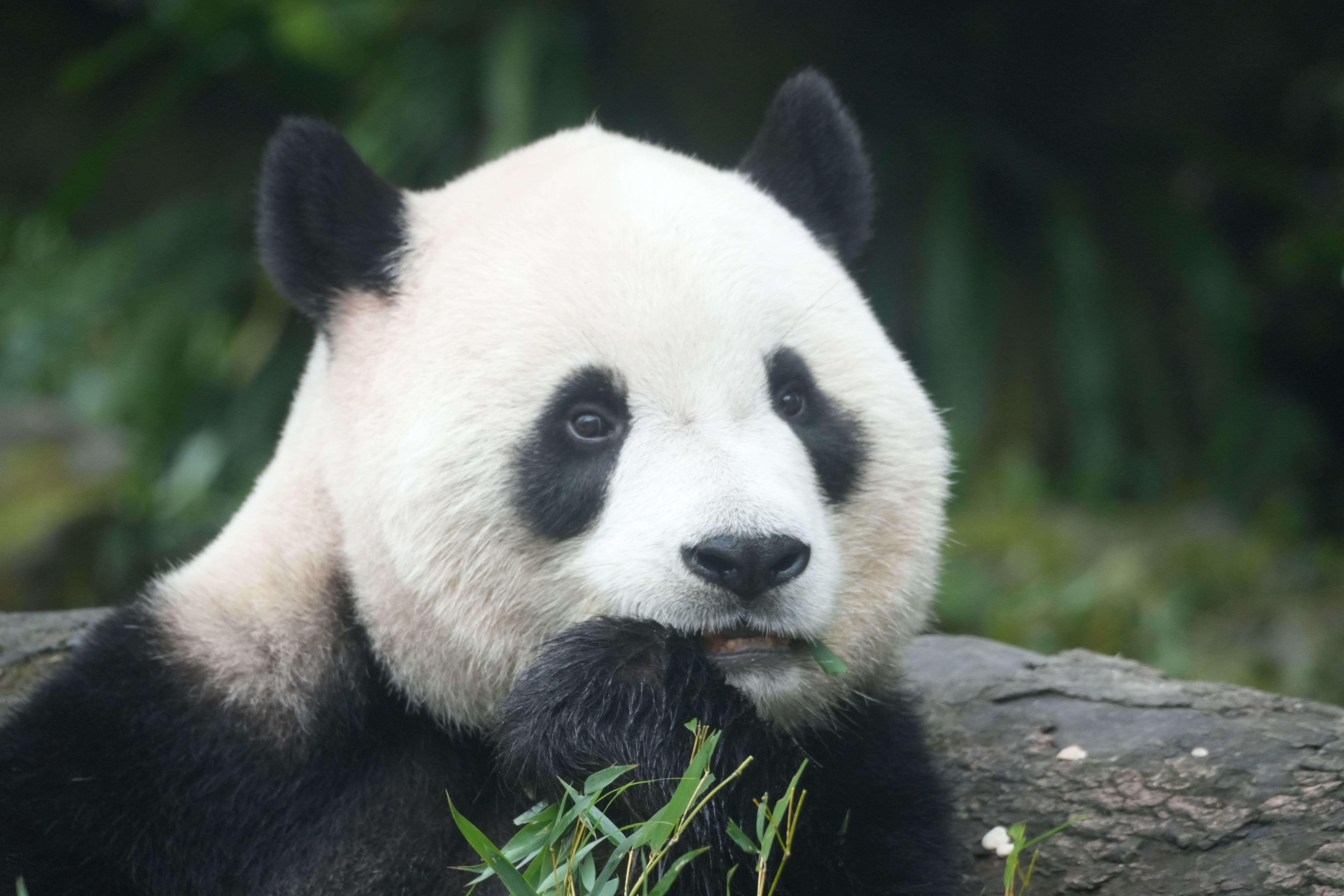 A single giant panda looking slightly to its right.