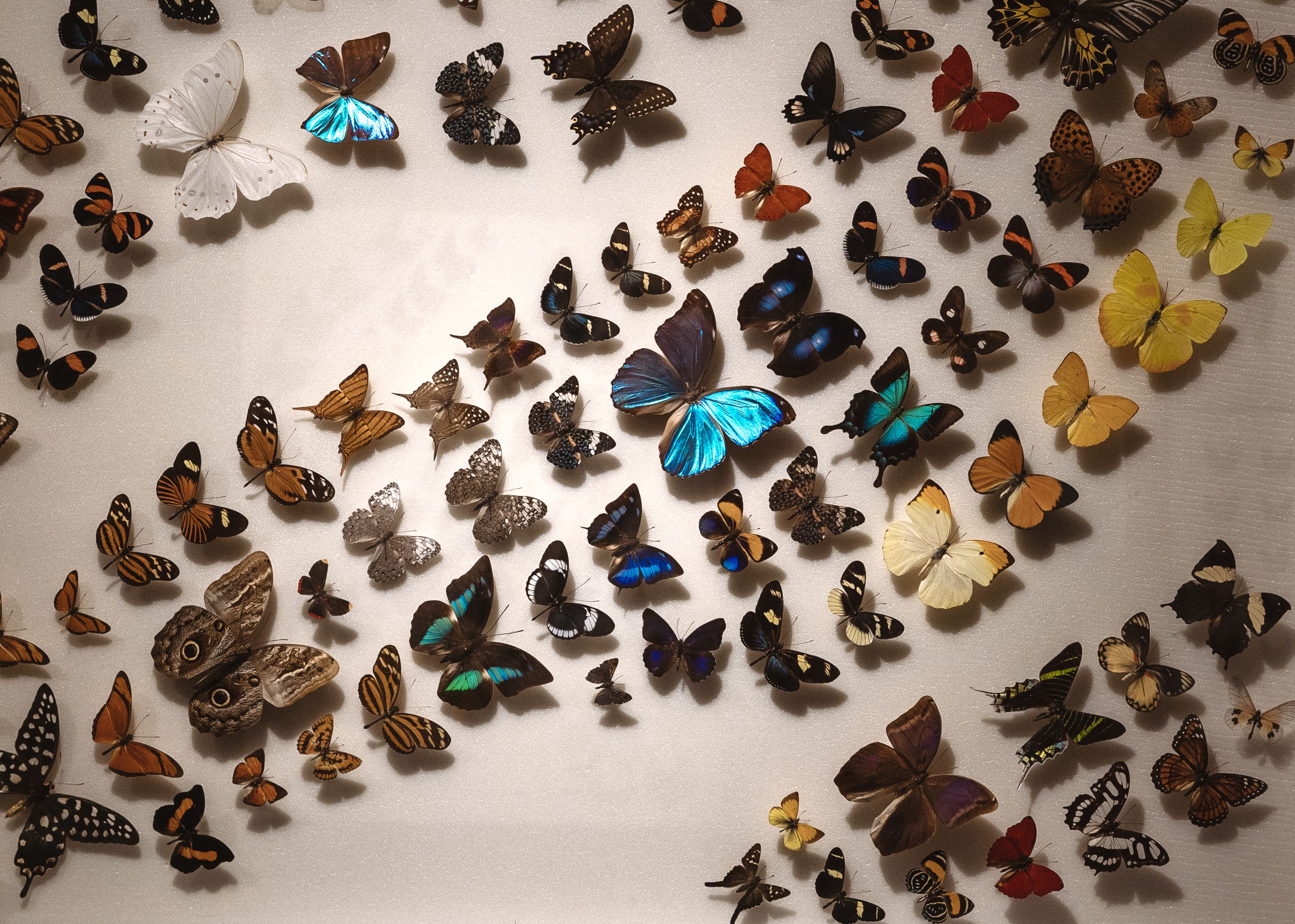 A large collection of pinned butterfly and moth specimens on a light, neutral background.