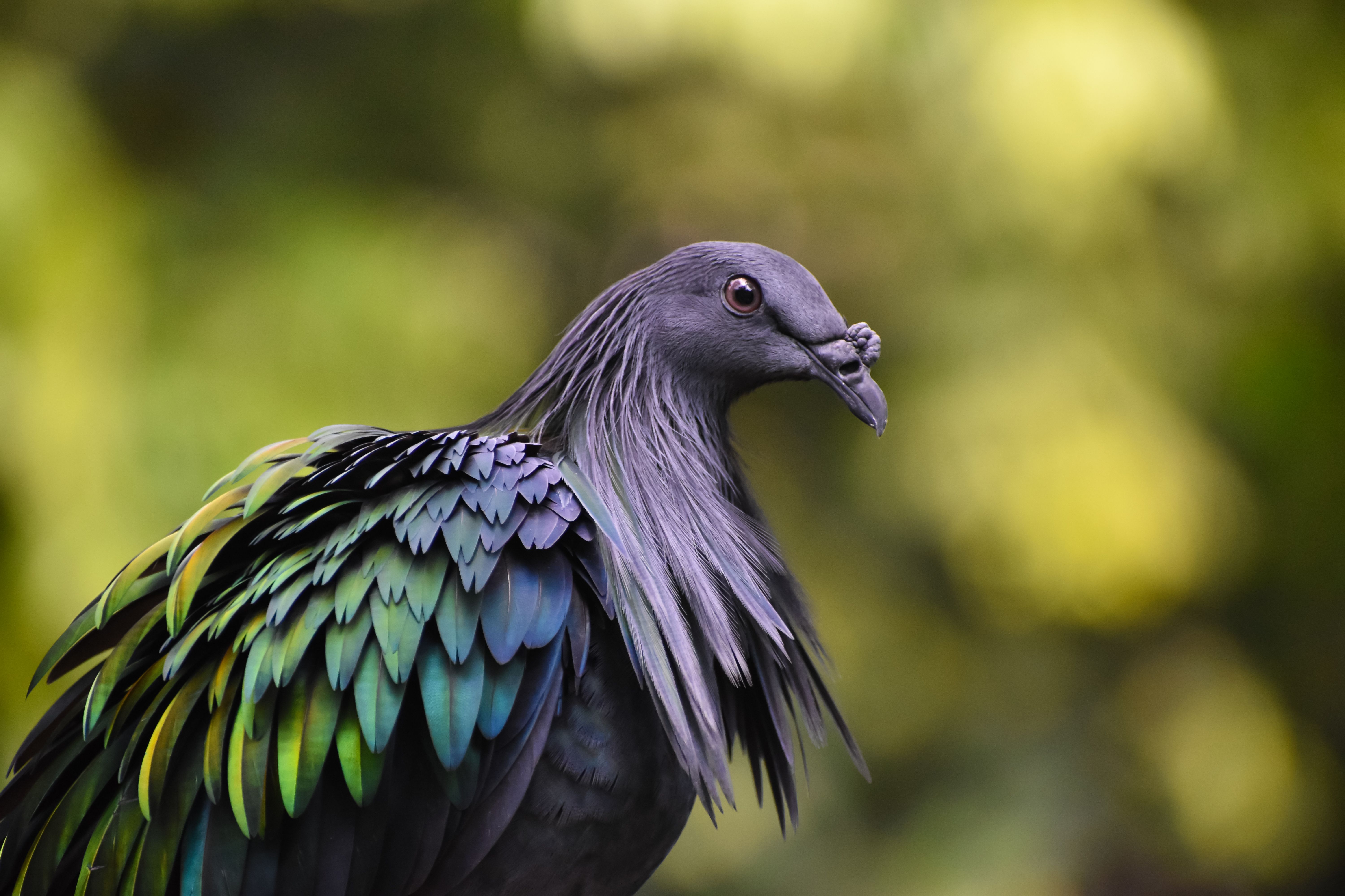 A Nicobar pigeon with colourful, iridescent plumage.