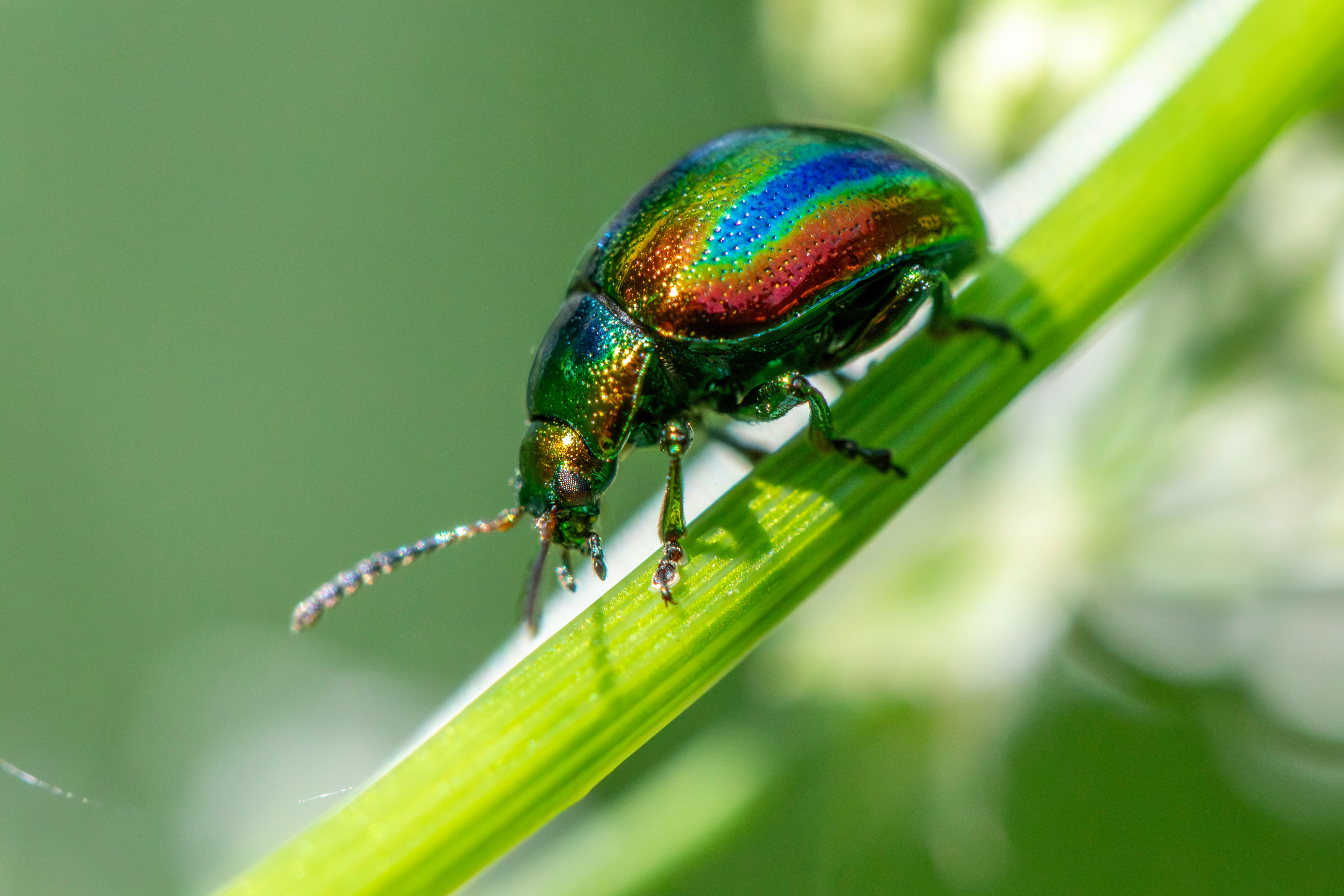 A dead-nettle leaf beetle with an iridescent green and purple shell.