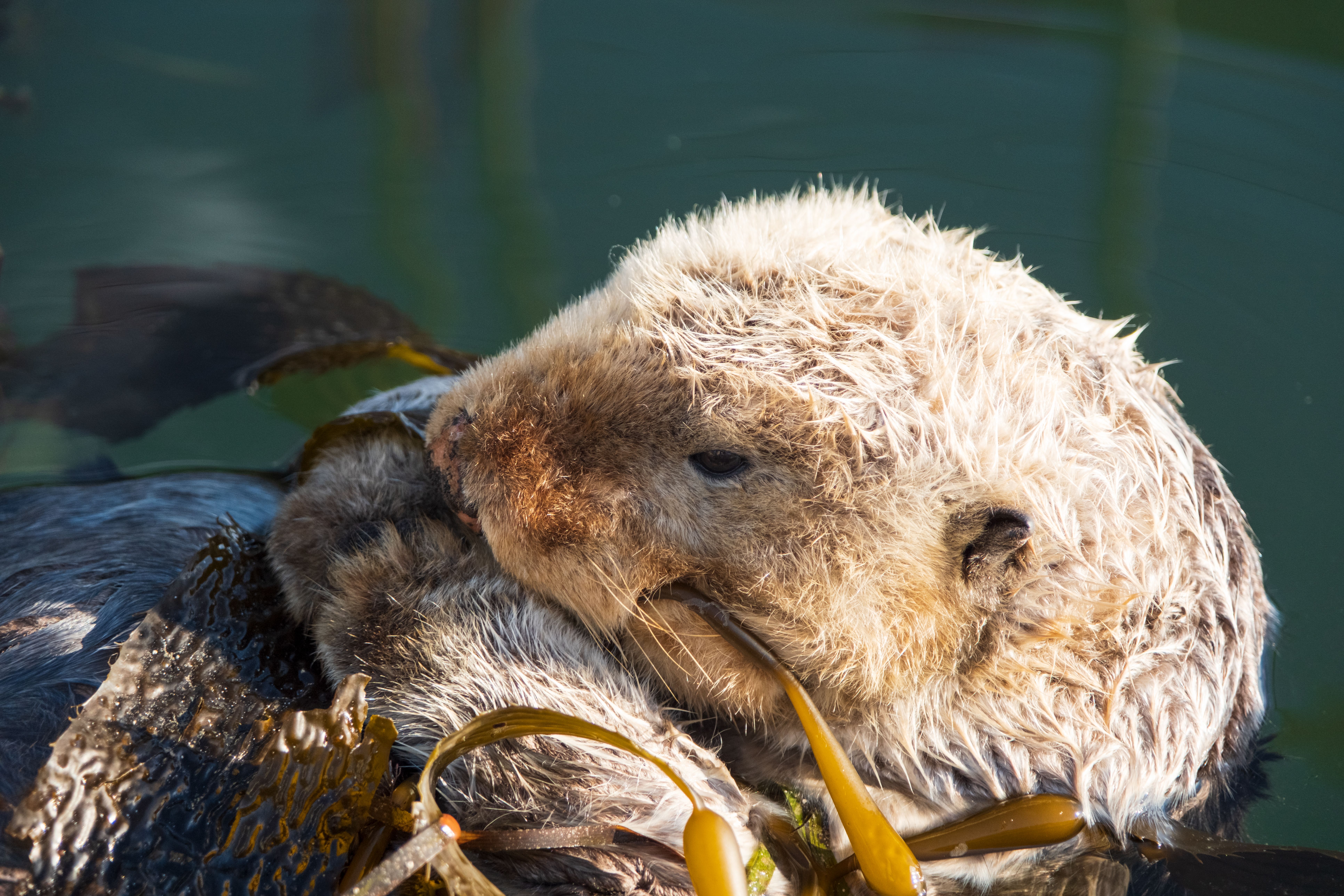 A sea otter floating in the water.