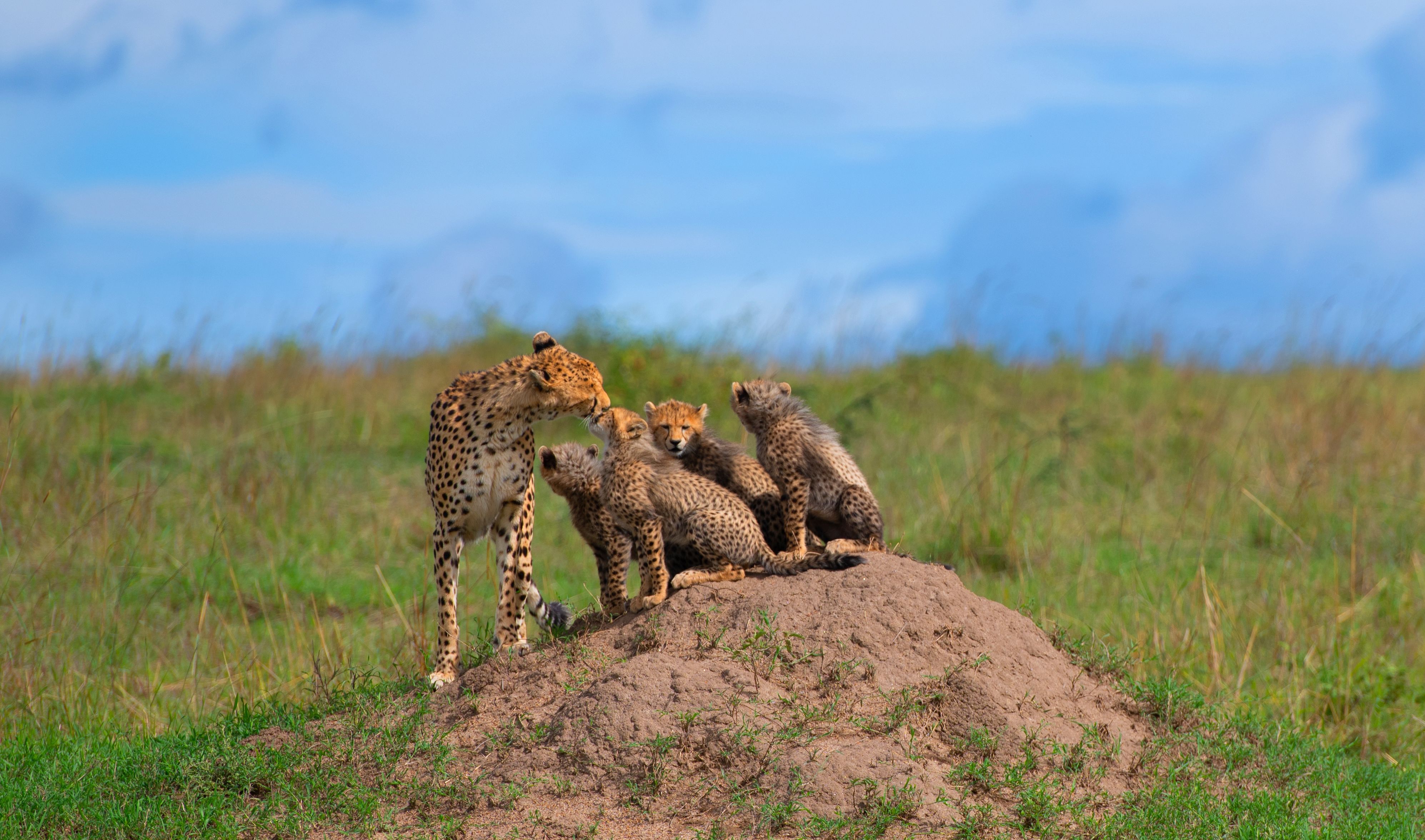 A family of cheetahs on a grassy savanna.