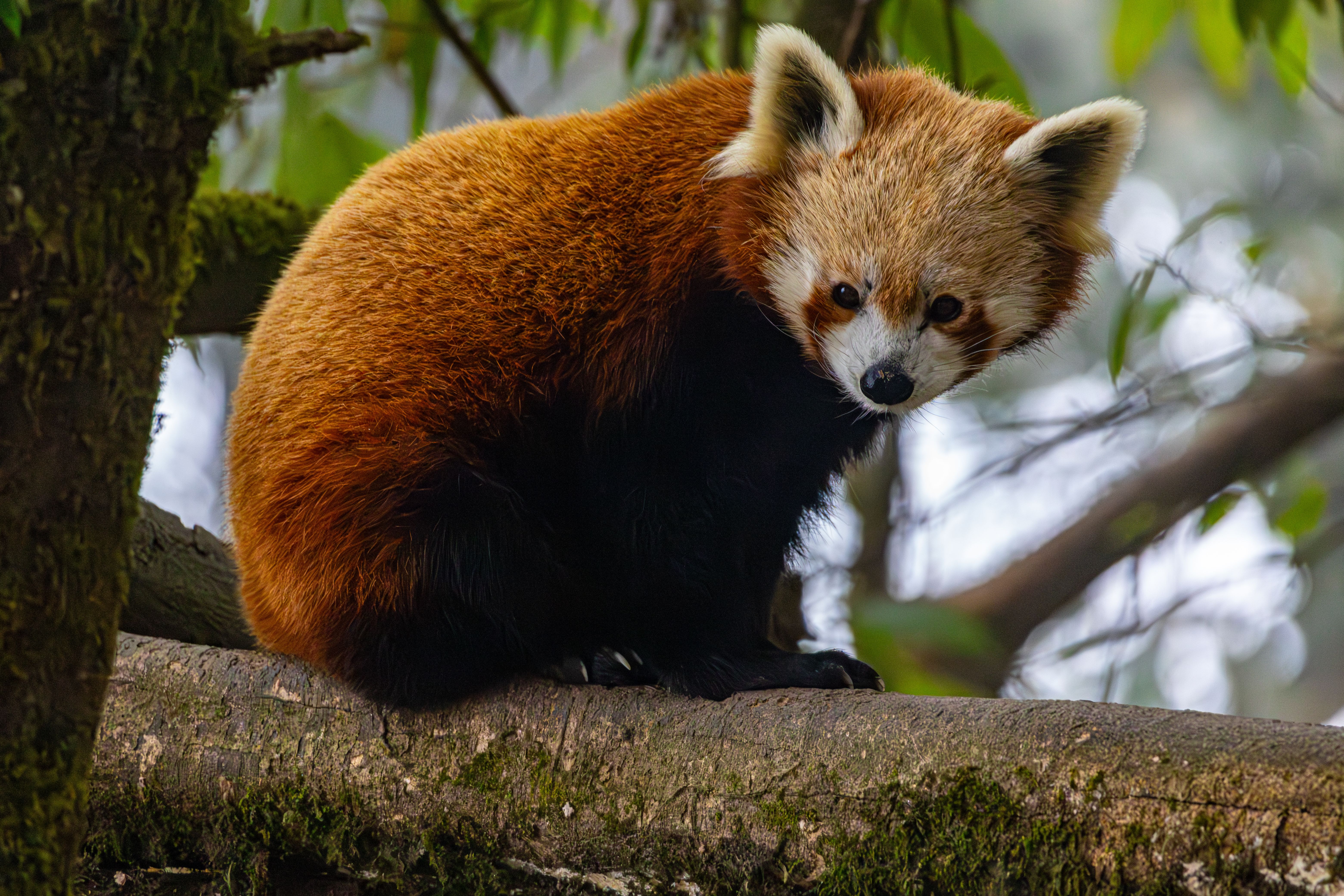 A red panda perched on a large tree branch in a natural environment.