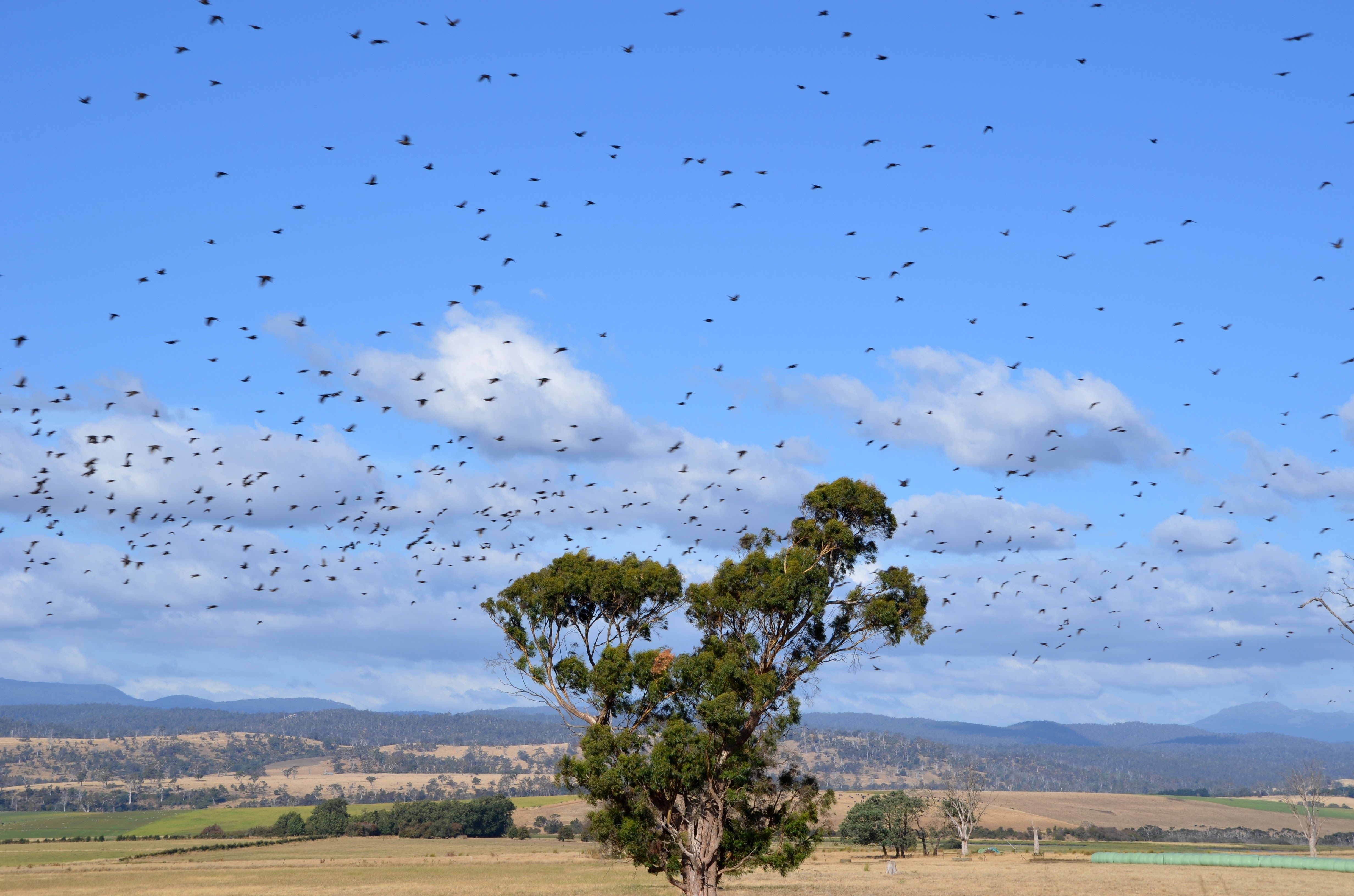 A flock of starlings flying over a bare tree.
