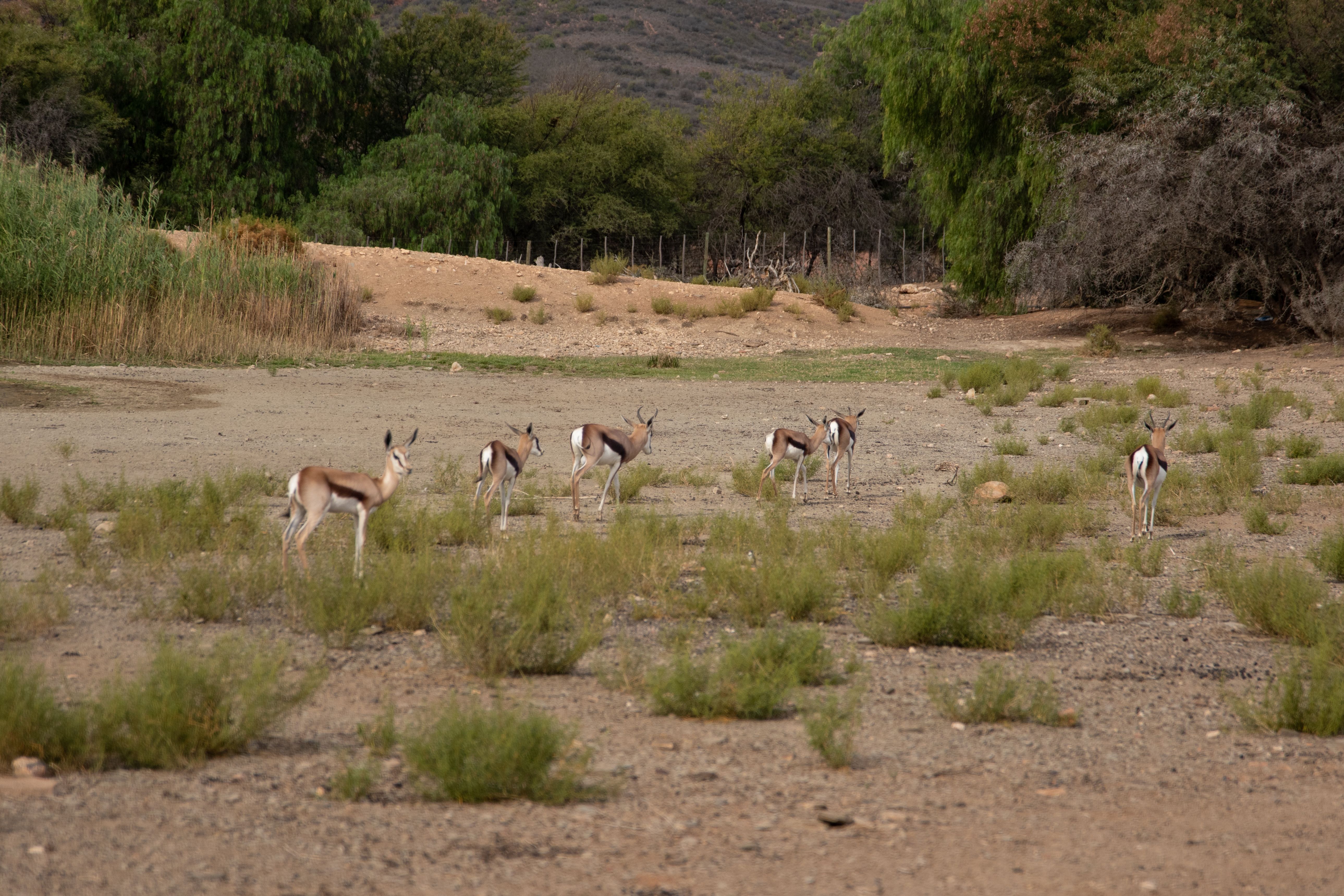 A herd of aoudad (Barbary sheep) on scrubland, with woodland behind.