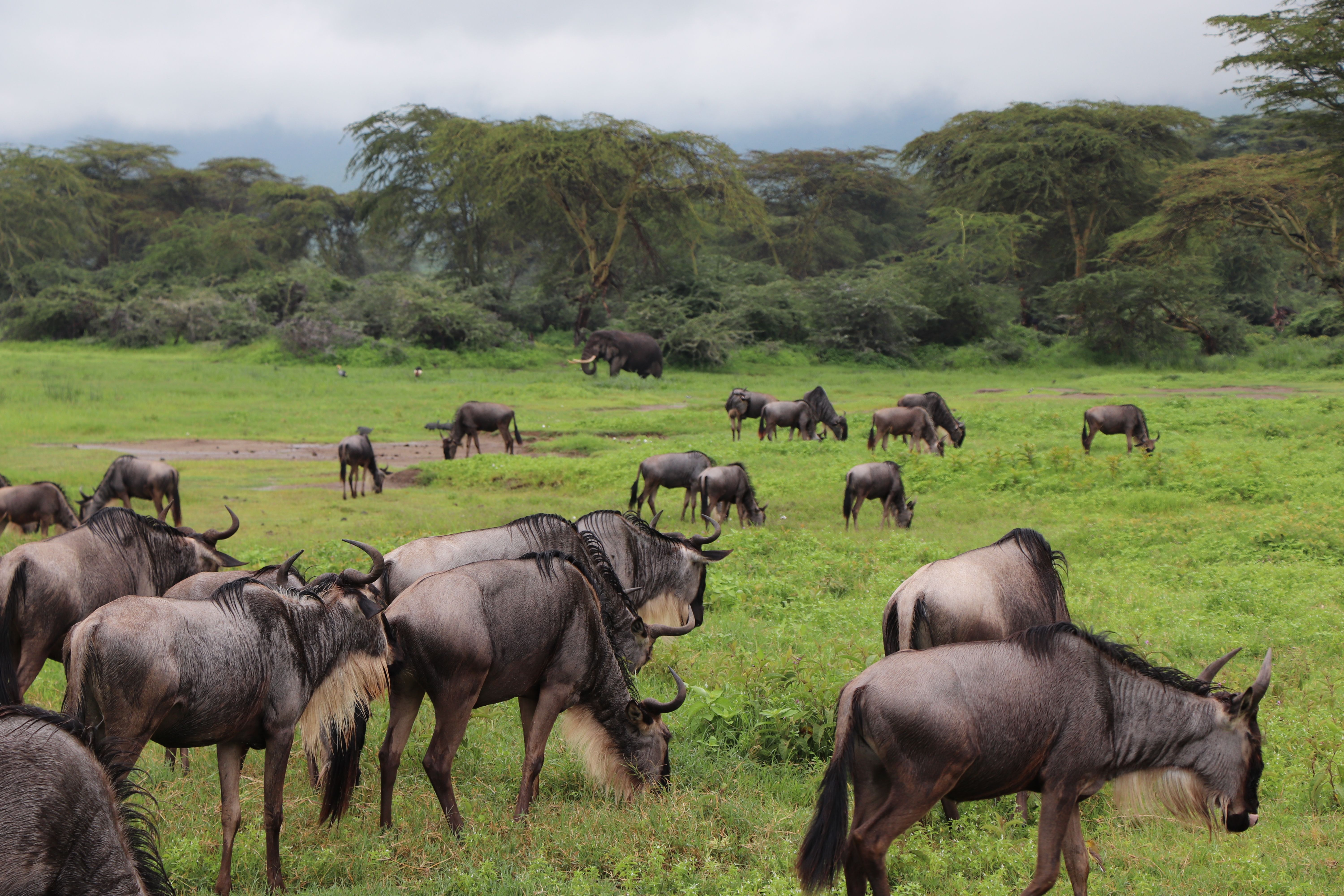 A large herd of wildebeest grazing on a vast green savanna under a cloudy sky.